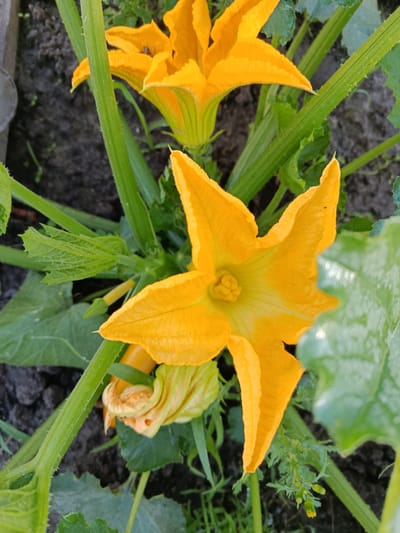 The image shows a close-up of bright yellow zucchini flowers and green stems against a dark soil background. One large, open flower with five pointed petals dominates the foreground, its center a delicate arrangement of yellow stamens. In the background, another, slightly smaller, open flower is visible, as well as a partially closed bud. The leaves of the zucchini plant are large and green. The scene appears to be outdoors in a garden or natural setting. There are no people or animals visible in the image. The lighting suggests it is daytime. There is no information in the image to suggest a location within Novozybkov, Russia.
