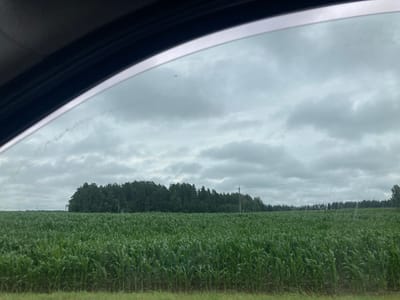The image shows a wide view of a cornfield under a cloudy sky, seen through a car window. The cornstalks are tall and green, filling the lower two-thirds of the frame. In the background, a dense line of dark green trees forms a horizon, with a few utility poles interspersed. The sky is overcast with heavy gray clouds, giving the scene a subdued, possibly humid, atmosphere. The foreground shows the edge of a grassy area. The perspective suggests the image was taken from a moving vehicle. The location is the village of Пекалінскі сельскі Савет, Belarus.