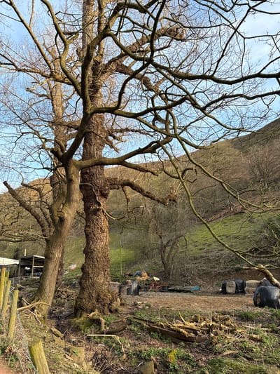 The image displays an outdoor, rural scene located in Snailbeach, United Kingdom, under a clear blue sky with minimal cloud cover. In the immediate foreground, to the left, a wooden post fence with barbed wire runs diagonally, bordering an area of disturbed earth, dry leaves, and sparse green growth. Two large, mature deciduous trees, bare of leaves, dominate the central mid-ground, their gnarled trunks and complex branch networks extending into the upper frame. The trunk of the tree on the right exhibits prominent burls.
To the left, behind the fence and partially obscured by the trees, are several utilitarian farm structures with corrugated metal roofs and siding, including open sheds. To the right of the trees, a dirt and earth patch serves as a storage or work area, featuring multiple round bales, some wrapped in black plastic and others unwrapped. Additionally, scattered debris and what appear to be pieces of old farm machinery, including a red wheeled cart-like object and a blue flatbed, are present. A pile of cut wood or logs lies on the ground between the trees and the storage area. The background consists of a steep, undulating hillside covered in green grass and scattered bare trees and shrubs, illuminated by sunlight. No people or animals are visible.