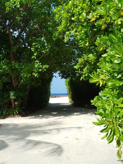 A pathway of light-colored sand leads through a tunnel of lush green foliage towards a distant view of a blue ocean and a rocky breakwater. On the left side of the pathway, a small, green sign with white text and an icon is affixed to a wooden post. The foliage on both sides forms a dense canopy overhead, casting dappled shadows on the sand. The sky is a clear, vibrant blue.
