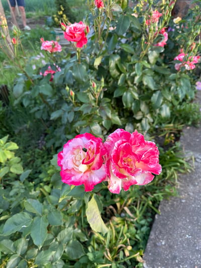 The image shows a close-up of a rose bush with several pink and white roses in bloom. Two prominent roses are centrally located, with one positioned slightly above the other. A small, dark insect is visible within the petals of the lower rose. Other roses and buds are scattered throughout the bush. The foliage is dense, with various shades of green leaves. A concrete surface is visible in the upper right corner of the frame. The location is assumed to be Goran, Bulgaria.