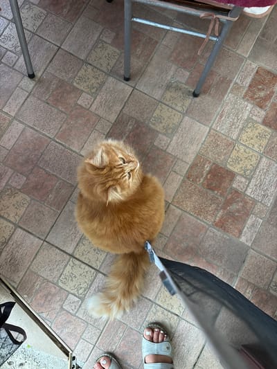 This is an overhead, medium shot of a fluffy, orange cat sitting on a tiled floor. The cat is looking up, and its tail is curled around its body. The floor is made of square tiles in various shades of brown, beige, and pink. To the left of the cat, the legs of a metal chair are visible. To the right, a person's feet wearing light gray sandals are visible. Part of a black mesh screen is in the upper right corner of the image. The scene appears to be outdoors on a clear day, likely in a residential area based on the casual setting and visible furniture. No text is visible in the image.