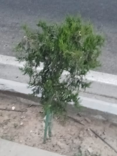 A young, thin evergreen tree, likely a juniper or cypress, stands in a patch of sandy soil next to a concrete divider. The tree has a light green trunk that appears to be staked with a darker green stake for support. The foliage is dense and a vibrant green, indicating it is healthy. The ground around the tree is covered in sand and small stones, with some dark lines suggesting irrigation tubing. In the background, a grey asphalt surface is visible, separated from the tree's location by the concrete divider. The overall scene suggests an urban or roadside planting in Türkmenbaşy, Turkmenistan, aiming to add greenery to the landscape.