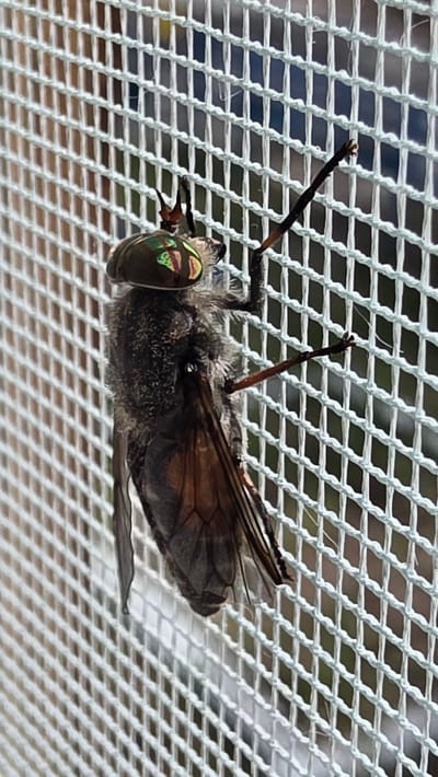 A close-up, vertical shot shows a large horse fly clinging to a white mesh screen. The fly's large, iridescent green and red eyes are prominently featured. Its furry, dark gray body is partially obscured by its folded, brownish-red wings. The mesh screen has a diamond pattern and appears to be outdoors, with a blurred green and brown background suggesting foliage and possibly buildings. The scene is static, with no discernible action or interaction taking place. The image does not provide specific location details within Priozernyi, Russia.