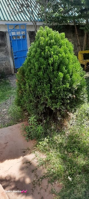 This media file presents an outdoor scene, likely a garden or yard area adjacent to a building, situated in Ongata Rongai ward, Kenya. The central focus is a large, dense, vibrant green bush or small tree with a somewhat conical shape. To its left, a bright blue metal gate or double door, featuring a simple rectangular grid design, is visible against a light-colored wall. Above and to the left of the gate, a striped roof, possibly made of corrugated iron, displays alternating light and dark blue or white diagonal bands.

The ground comprises patches of green grass and areas of reddish-brown bare earth, suggesting a dirt path or exposed soil. In the lower right corner, a curved, terracotta-colored structure, potentially a planter or low wall, is present. Additional, darker green foliage from larger trees or shrubs can be seen in the upper left section of the image. A small, partially visible yellow object is at the top center.

The scene is bathed in direct sunlight, indicating a clear, bright day, likely mid-morning or afternoon, with distinct shadows cast on the ground. No people are visible, and no specific activity or event is taking place, presenting a static landscape view. In the bottom right corner of the image, faint white text reads "police kombo❤️", accompanied by a small pink heart symbol.