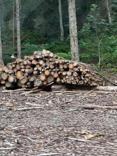 The image depicts a dense forest scene in Flachauwinkl, Austria. The foreground is dominated by a large pile of freshly cut logs, varying in size and diameter. These logs are stacked haphazardly, creating a textured and rugged appearance. Some logs show the raw, circular ends from being cut, while others have a rough, bark-covered exterior. Among the logs, a small patch of blue paint is visible on one of the smaller pieces.
Behind the pile of logs, several standing trees are partially visible. Their trunks are straight and appear to be of moderate thickness. The background reveals a lush green forest with dense foliage and a canopy of leaves, suggesting a temperate climate and a verdant environment. The lighting is somewhat dim, with shadows present, indicating it might be late afternoon or an overcast day. The ground is covered in a thick layer of fallen leaves, twigs, and debris, characteristic of a forest floor.
The overall impression is one of a logging operation or the aftermath of one, with the natural beauty of the Austrian forest setting providing a backdrop. There is no visible text in the image. The scene evokes a sense of nature's raw materials and the activity of wood harvesting.