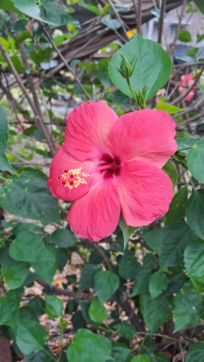 A close-up, vertical, eye-level shot captures a vibrant pink hibiscus flower in full bloom, centered in the frame. The flower's five large, delicate petals are slightly unfurled, revealing a prominent stamen tipped with yellow pollen and small red dots. Behind the flower, a single green hibiscus bud, tipped with a lighter shade of green, is visible on a stem, surrounded by lush green leaves. The background consists of blurred foliage and thin branches, suggesting an outdoor garden setting in Lhokawe Teungoh, Indonesia. The lighting appears natural and diffused, highlighting the rich colors of the flower and leaves.
