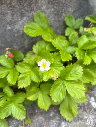 A close-up, overhead shot shows a wild strawberry plant with vibrant green leaves and a single white flower with a yellow center. To the upper left of the flower, a small, unripe red strawberry is visible. The plant is growing near a textured, grey concrete surface, possibly a wall or pathway. The overall lighting suggests it is daytime. The location is the city of Kongsberg, Norway.