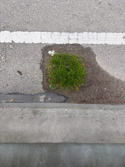 A close-up, high-angle shot captures a patch of vibrant green grass growing in a small dirt area surrounded by asphalt. A white dashed line runs horizontally across the asphalt, separating it from the dirt patch and the grass. The grass is densely packed and appears healthy, with individual blades clearly visible. A small amount of white debris is present in the dirt near the grass. To the left of the dirt patch, the asphalt is darker, suggesting it may be wet or stained. The scene is bordered by a concrete curb in the foreground and the asphalt surface extends upwards. This image appears to be taken in Upeslejas, Latvia, depicting a common urban landscape feature where vegetation struggles to grow amidst pavement.