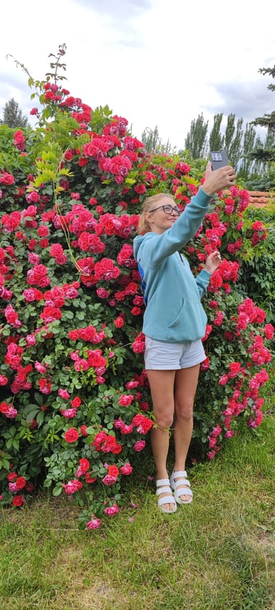 A woman with blonde hair pulled back, wearing glasses, a light blue hooded sweatshirt, and light-colored denim shorts, stands in front of a large, blooming rose bush. She is holding a smartphone in her right hand and appears to be taking a selfie, looking towards the phone's screen. Her left hand is slightly raised. The rose bush is dense with numerous red and pink roses and green leaves. The ground in front of the bush is covered in green grass, with some dry patches. In the background, several tall, slender trees are visible against a cloudy sky. The scene is located outdoors, likely in a garden or park setting.
