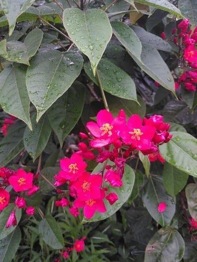 The image depicts a close-up view of a plant in Cijedil, Indonesia, displaying multiple clusters of vibrant pink-magenta flowers and numerous green leaves. Water droplets are visible on the surfaces of many leaves, indicating recent precipitation or dew. The flowers, each possessing five petals, feature prominent yellow stamens at their centers. Several buds and developing flowers are also present among the fully bloomed specimens. The foliage appears dense, with individual leaves varying from ovate to heart-shaped, forming a natural, verdant backdrop for the brightly colored blossoms. No human subjects or man-made objects are visible within the frame. The scene conveys a natural, outdoor environment.