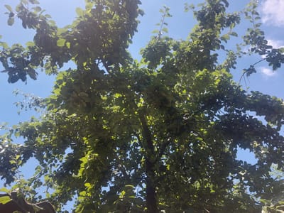 The image shows a low-angle view looking up into the canopy of a fruit-bearing tree, likely an apple or plum tree, with numerous small, green fruits visible amongst the leaves. The tree's branches spread out, reaching towards a clear blue sky with a few wispy white clouds. Sunlight filters through the dense foliage, creating dappled light and shadow patterns. The bottom edge of the image shows a glimpse of a dark, textured surface, possibly a roof or fence. The scene appears to be in an outdoor environment, with the natural setting suggesting a garden or orchard. The image was taken in Sahaidachne, Ukraine.