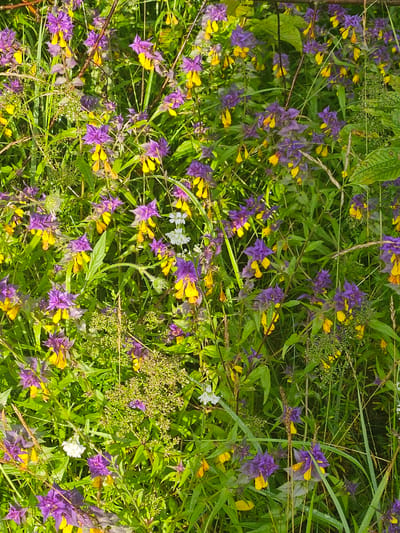 This image depicts a dense patch of wildflowers, primarily featuring small purple and yellow blossoms, intermingled with various green grasses and foliage. The flowers appear to be growing wild in a natural setting. There are no people or man-made structures visible in the scene. The lighting suggests it is daytime, with sunlight filtering through the plants. The location is identified as Kurovo, Russia, however, no specific landmarks or characteristics of that city are discernible from the image itself. The vegetation is lush and appears to be in bloom.