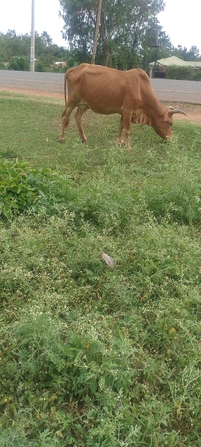 A brown cow grazes on grass near a paved road. Beyond the road, trees and a building are visible. The foreground is filled with a dense patch of weeds, some with white flowers. The cow is thin, with visible ribs, and has short horns. A leash or rope is tied to the cow's neck. The lighting suggests it's daytime.