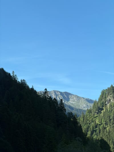 The image shows a mountain landscape with a clear blue sky. Dense green forests cover the slopes of the mountains, with some trees appearing to be coniferous. In the distance, a rocky mountain peak is visible. The foreground features darker, shadowed evergreen trees on the left side of the image, creating a sense of depth. The lighting suggests it is daytime, likely morning or afternoon, with the sun casting shadows. There are no people or man-made structures visible, suggesting a natural, remote environment. The scene is likely located in the vicinity of Reutte, Austria, a region known for its mountainous terrain and forests.