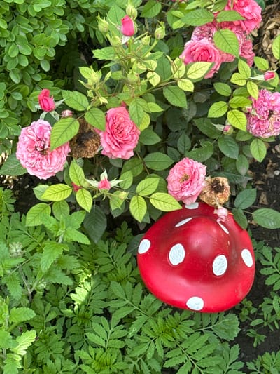 A garden scene in Veselina, Bulgaria, features pink roses blooming amidst lush green foliage. A red, white-spotted mushroom garden ornament rests on the ground, partially obscured by the plants. The lighting suggests it is daytime.
