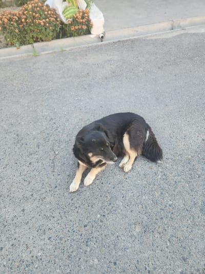 A black and tan dog is lying on an asphalt road. The dog is facing to the right and its head is down. In the background, there are some bushes with orange flowers and some watermelons. There is also a concrete curb and a drainage ditch. The scene appears to be in a residential area. The image is taken from a high angle.