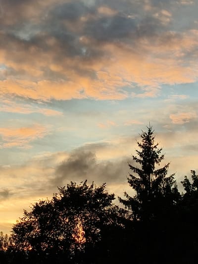 The image shows a sunset with silhouetted trees in the foreground. The sky is filled with clouds of varying shades of gray and orange, suggesting the sun is low on the horizon. A tall, conical evergreen tree is prominently featured on the right side, with other deciduous trees forming a dense line across the bottom of the frame. The overall impression is one of natural beauty and tranquility, with no human presence visible. The location is specified as Petrovsk, Russia, though the image itself does not contain any specific landmarks to confirm this.