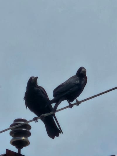 Two crows are perched on a wire against a clear blue sky. One crow on the left is facing left and looking upwards. The other crow on the right is facing right and looking forward. A ceramic insulator, part of an electrical pole, is visible below the wire on the left side of the image. The image appears to have been taken outdoors in an urban or semi-urban setting, potentially in the city of Chorbogh, Tajikistan, given the presence of electrical infrastructure.