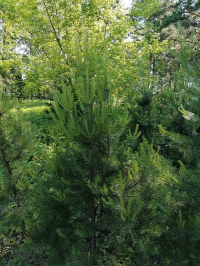 This is a vertical, eye-level, full shot of a young pine tree surrounded by other trees and dense green foliage. The sun is shining through the leaves of the trees, creating a dappled light effect and highlighting the needles of the pine tree. The background shows more trees and a grassy clearing. The overall scene suggests a warm, sunny day in a wooded area. The image has a natural and peaceful feel. There is no visible text in the image.