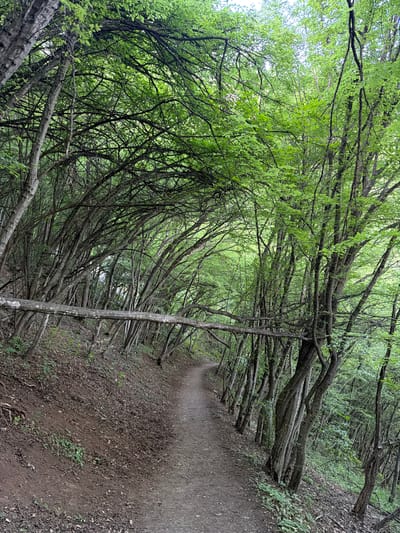 The image depicts a path winding through a dense forest. The trees on either side lean inwards, forming a canopy over the path. The foliage is lush and green, creating a tunnel-like effect. The path itself is composed of dirt and leaves. The location is in the city of Zasele, Bulgaria. There are no people visible in the image.