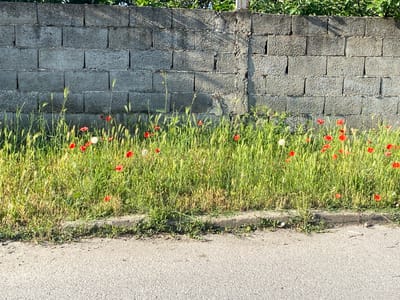 The image depicts a concrete block wall bordering a strip of green grass adorned with red poppy flowers and a few white dandelion-like flowers, alongside an asphalt road in Belo Pole, Bulgaria. The wall is constructed from rough-textured, grey concrete blocks stacked horizontally, featuring vertical mortar lines. A vertical concrete post or repair is visible slightly right of center, showing a rougher surface. Green foliage is visible above the wall. Shadows are cast on the upper left section of the wall. The tall grass and flowers grow densely along the base of the wall, separated from the asphalt road by a low concrete curb. The asphalt road surface is dark grey and textured. No individuals, animals, or vehicles are present in the scene.