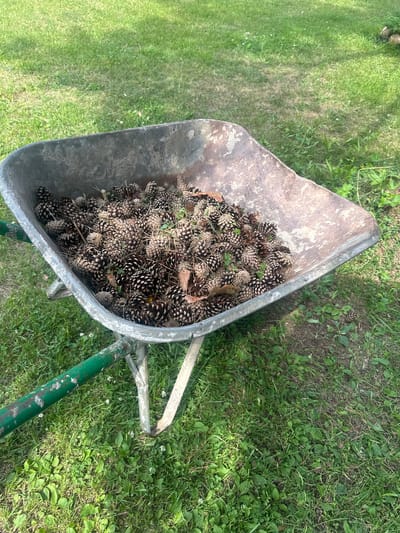 A wheelbarrow filled with pinecones sits on a green grassy area. The wheelbarrow is made of metal and appears to be old and worn, with some rust visible. The pinecones are of various sizes and shades of brown. The surrounding grass is green and appears to be somewhat overgrown. The scene suggests a yard or garden setting. The location is identified as Трубино Снт, Russia. There are no people or animals visible in the image. The lighting suggests it is daytime, likely sunny, as indicated by the shadows and bright illumination.