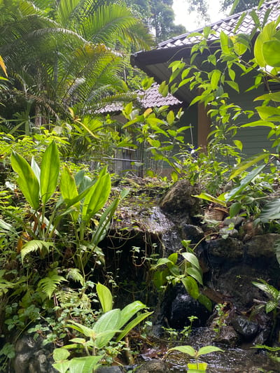 The image depicts a lush, green environment in Tambon Thai Mueang, Thailand. A building with a tiled roof is visible behind a profusion of tropical foliage. Water flows over rocks, suggesting a small waterfall or water feature. Dense vegetation including ferns, broad-leaved plants, and climbing vines surround the rocks. The overall impression is that of a tropical garden or natural setting.