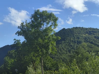 This is a landscape photograph taken in Leordina, Romania, on a sunny day with a blue sky dotted with white clouds. The foreground is filled with lush green foliage, including trees and bushes, with a taller tree with a full canopy prominently positioned in the center. Behind the vegetation, a densely forested mountain slopes upwards, its slopes covered in a variety of green trees. The scene is tranquil and appears to be a natural, rural setting, possibly during the daytime given the bright sunlight. There is a road sign visible in the lower left portion of the image, but any text on it is not discernible. The overall impression is one of a serene natural environment.