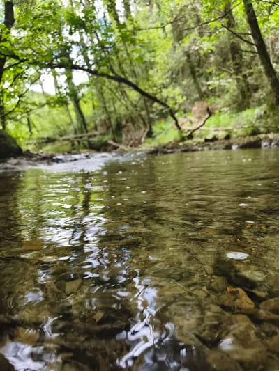 The image depicts a shallow, clear stream flowing through a lush, green forest. The perspective is low, close to the water's surface, allowing the viewer to see the rocky bed beneath the rippling water. Sunlight filters through the dense canopy of leaves, creating dappled patterns on the water and illuminating the forest floor.
The stream appears to be in a natural, undisturbed setting, suggesting a peaceful and serene environment. The presence of trees, rocks, and flowing water indicates a woodland or forest location. The foliage is vibrant green, hinting at a time of year with ample rainfall and growth, likely spring or summer. The light quality suggests it is daytime, possibly late morning or early afternoon, given the brightness and the dappled sunlight.
There are no people or specific objects visible, with the focus being entirely on the natural elements of the scene. The activity taking place is the gentle flow of the stream. Notable details include the clarity of the water, the texture of the riverbed rocks, and the reflection of the forest canopy on the water's surface. The overall impression is one of tranquility and natural beauty. The location context of Markina-Xemein, Spain, further situates this scene in a region known for its natural landscapes. No text is visible in the image.