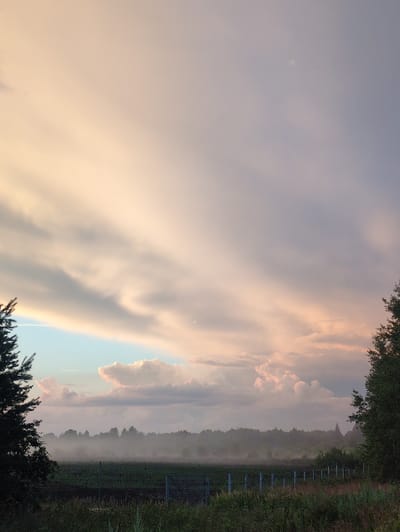 The image depicts a serene landscape at twilight in посёлок Молочной фермы, Russia. The sky is a canvas of soft, diffused light, with streaks of pale yellow, pink, and lavender clouds stretching across the frame. The lower portion of the image reveals a field, possibly farmland, shrouded in a gentle mist that softens the silhouettes of distant trees forming a dark, undulating horizon line. In the foreground, to the left, the dark silhouette of a coniferous tree stands out against the lighter sky. A thin fence, with vertical posts, runs horizontally across the middle ground, demarcating the field. The overall atmosphere is one of quietude and natural beauty as day transitions into night. There are no people or animals visible in the scene.