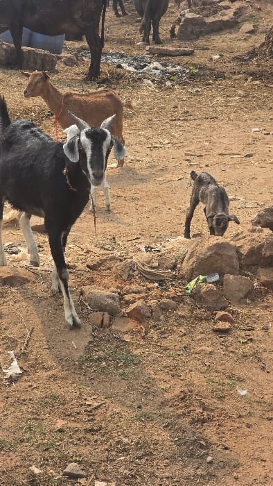 A group of goats are present in a field. A black and white goat stands prominently with long legs. Other goats are visible, one with a brown coat. The ground is dry and dusty with scattered rocks and bits of trash. One goat stands on or near a pile of stones, its fur a mix of grey and brown. The scene suggests a rural or semi-arid environment.
