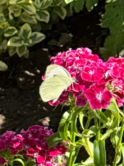 A white butterfly is perched on a cluster of pink flowers in an outdoor setting. The background consists of dark soil and green foliage. The scene likely takes place in a garden or natural area. The location in Dragor, Bulgaria is not discernible from the visual information.