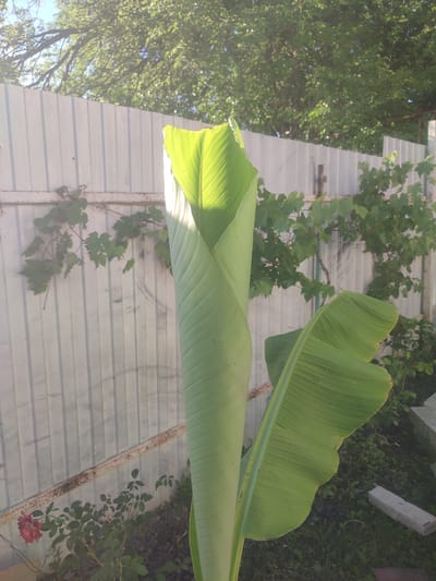 A close-up, low-angle outdoor shot features a young banana tree, its large green leaves unfurling. The trunk of the tree is partially visible. The background consists of a corrugated metal fence, with ivy vines growing on it. Beyond the fence, lush green trees and foliage are present, indicating a temperate climate. The ground beneath the tree is covered in grass and small stones. In the lower left corner, a single red rose is in bloom. The lighting suggests it is daytime, with sunlight filtering through the leaves of the trees. The scene is consistent with a backyard or garden setting in a rural or suburban area, possibly Novomar'yevskaya, Russia, given the presence of the banana plant which can grow in warmer microclimates within Russia.