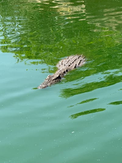 A close-up shot depicts a crocodile's head partially submerged in green-tinted water. The texture of the crocodile's scales is detailed. The water's surface reflects nearby vegetation. The photograph was taken near Drargua ⴷⵔﺍﺭﮔﺎ الدراركة, Morocco.