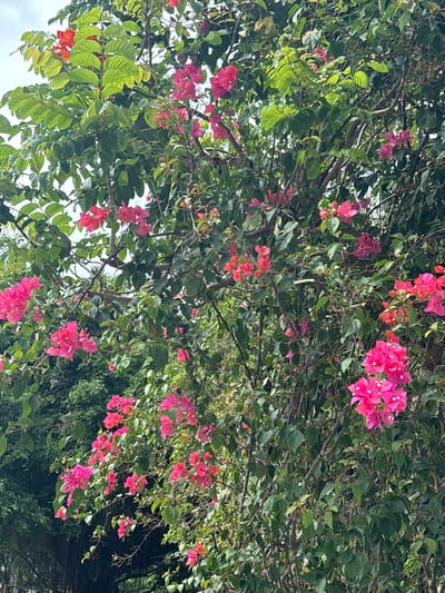 The image shows a close-up of a vibrant bougainvillea plant with numerous bright pink and some orange-red bracts. The plant is dense with dark green leaves and woody stems, creating a lush, overgrown appearance. The bougainvillea appears to be growing on a trellis or climbing structure, with branches reaching upwards and outwards. In the background, darker green foliage of other trees and bushes is visible, suggesting an outdoor setting. The sky is overcast, providing diffused light that highlights the colorful blooms. The location is identified as Xincun, China. There are no people or animals visible in the image.