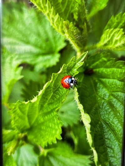 A close-up photograph features a ladybug (ladybird) resting on a vibrant green leaf. The ladybug, positioned slightly below the center of the frame, exhibits a black head with distinct white markings, a black and white pronotal shield, and a bright red body. While individual black spots on the red elytra are not clearly visible due to the angle and resolution, its overall pattern is consistent with a harlequin ladybird.

The leaf the ladybug is on is a rich green, displaying visible veins and serrated, slightly hairy edges. The surrounding background consists of blurred green foliage, suggesting a shallow depth of field, which emphasizes the ladybug and its immediate leaf. Other leaves in the background show similar textures and shades of green. The lighting appears natural and bright, indicating it is daytime. The overall setting is an outdoor natural environment, such as a garden or park, consistent with the given location context of Wolverhampton, United Kingdom. There is no visible text in the image. The image captures a serene moment of insect life amidst lush greenery.