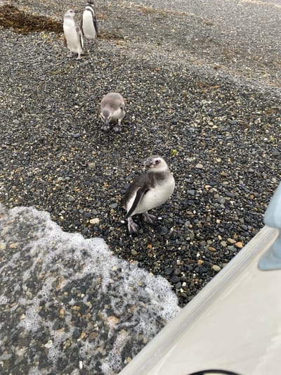 Four Magellanic penguins rest on a pebble beach near the water's edge. Two penguins lie stretched out, one close to gentle, foamy waves. Two more penguins are nestled closer together. The pebbles are mostly dark shades of gray and black. A white boat hull is visible in the top right corner, partially obscuring the scene. The overall lighting is bright, suggesting a daytime setting.