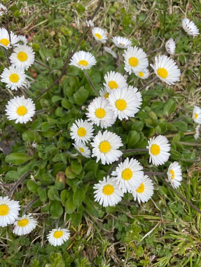 The image displays a close-up, overhead view of approximately two dozen common daisies (Bellis perennis) blooming on a patch of grassy ground in Chambéry, France. Each daisy features a bright yellow central disc surrounded by numerous white petals, several of which exhibit subtle pinkish coloration at their tips. The flowers are interspersed among a mix of green grass blades, broader green foliage, and some drier, brownish plant matter. The environment appears natural and uncultivated, with no artificial structures or human presence.