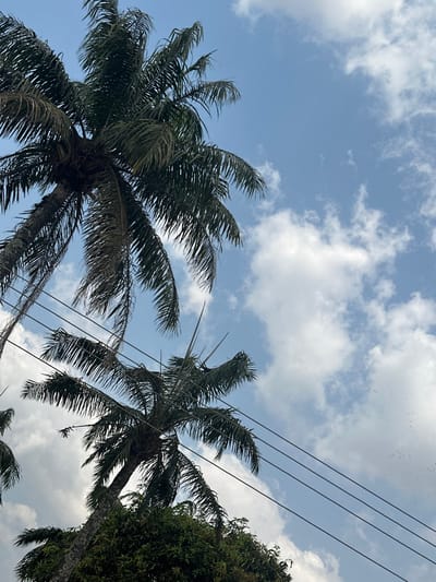 The scene, located in Umuoye, Nigeria, presents an upward view of the sky partially obscured by vegetation and utility infrastructure. The majority of the frame consists of a clear blue sky interspersed with scattered white cumulus clouds. Multiple tall palm trees with dense, dark green fronds occupy the left and lower-center portions of the image, extending upwards beyond the frame. Below and to the right of the central palm tree, dense green foliage from a different type of tree is visible. Three dark, parallel utility lines traverse diagonally across the mid-right section of the frame, passing in front of the lower palm tree. A small, indistinct cluster of dark flying objects is visible in the upper right quadrant of the sky. The environment is illuminated by natural daylight. No individuals are present in the image.