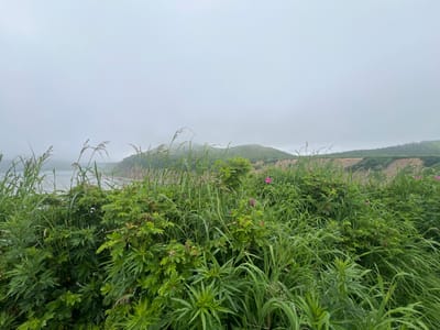 The image shows a misty, overcast day in Tikhoe, Russia, near the coast. In the foreground, dense green vegetation, including tall grasses and leafy bushes, dominates the frame. Some pink wildflowers are visible among the greenery. Beyond the vegetation, the ocean can be seen in the distance, with a hazy coastline and rolling green hills under a muted sky. The overall impression is one of natural, untamed coastal scenery.