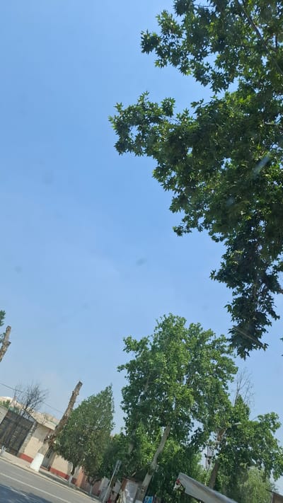 The image depicts a clear blue sky with the tops of lush green trees and branches visible against it. In the background, there are buildings with a fence and a road. The scene is suggestive of a street view in Kuvasay, Uzbekistan, on a sunny day. There are no people or specific actions immediately discernible in the frame.