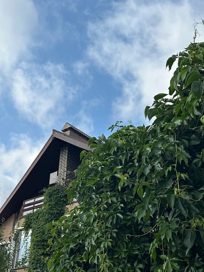 In Yurlovo, Russia, a close-up, low-angle outdoor shot captures a section of a building with a dark brown, sloped roof and a brick chimney against a blue sky with scattered white clouds. Lush green ivy aggressively covers much of the building's facade and a significant portion of the foreground. The ivy is dense and vibrant, with many pointed leaves and visible tendrils. On the building, a balcony with wooden railings is visible, also partially obscured by the climbing ivy. Two windows are present on the building's lower section, with white curtains visible through one. The image focuses on the interplay between the architectural elements and the encroaching vegetation under a cloudy sky.