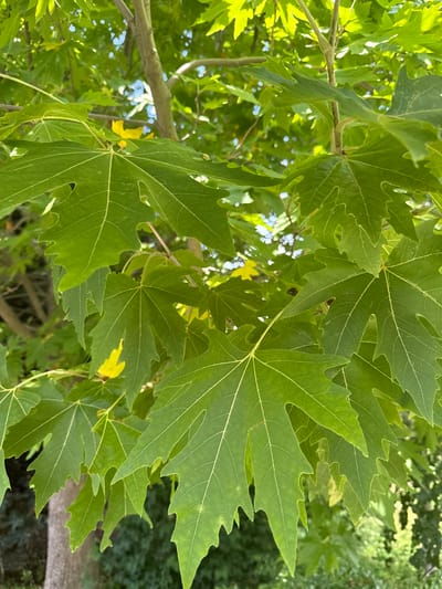 In Mirikənd, Azerbaijan, a close-up view focuses on the vibrant green, lobed leaves of a tree, likely a plane tree, against a backdrop of dappled sunlight filtering through the canopy. The leaves exhibit prominent venation and serrated edges. The trunk of the tree is partially visible on the left, with its textured bark. In the distance, a soft blur of foliage and the sky suggest an outdoor, natural setting within the city.