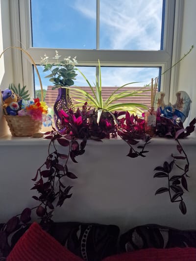 The image shows a windowsill in Canterbury, United Kingdom, decorated with various items. In the foreground, there are two pieces of dark red and black patterned soft furnishings, possibly cushions on a sofa. Above this, the windowsill is adorned with several plants. On the left, a woven basket contains a teddy bear and several colorful leis. Next to this is a purple, intricately patterned vase holding a small green plant. To the right of the vase is a spider plant with long, striped leaves. In front of the spider plant, trailing down and across the windowsill, are several stems of a plant with dark purple leaves. Further to the right, there are reed diffuser sticks and a decorative object that appears to be a blue dragon. Behind the dragon is a winged statue. The window itself is open, revealing a bright blue sky with white clouds and the tiled roof of a building in the distance. Sunlight streams in, casting shadows and highlighting the objects on the windowsill.