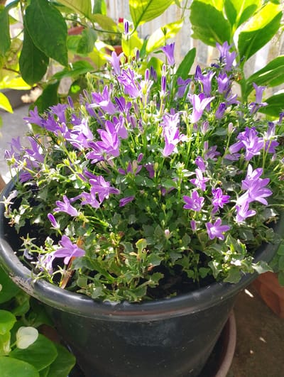 The image shows a close-up, eye-level view of a black pot filled with purple bell-shaped flowers and green foliage. The pot is positioned outdoors, likely on a balcony or patio, given the presence of sunlight and other plants in the background. The flowers are abundant and clustered together, with some in full bloom and others still in bud. The leaves are varied in shape and size, with some appearing serrated. The lighting suggests it is daytime, with sunlight casting shadows and highlighting the textures of the plants. No people or animals are visible in the frame. The overall impression is of a healthy, well-maintained potted plant.