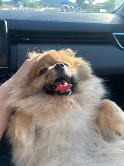 A small, fluffy dog, appearing to be a Pomeranian breed with light brown and cream fur, is the central subject of the image. The dog is being held by a human hand, likely on its back or side, with its head tilted upwards. Its mouth is open wide, revealing a bright pink/red tongue and teeth, suggesting it might be panting or in a playful state.

The scene takes place inside a vehicle, presumably a car, indicated by visible elements such as a dark gray car door pillar, an air vent, and a window through which an outdoor setting can be seen. Bright natural sunlight streams in, illuminating the dog's fur with strong highlights, suggesting it is daytime and likely sunny. The dog appears relaxed and content. No visible text is present in the image.