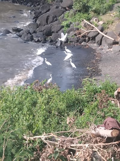 The image displays a waterside scene in West Uyoma ward, Kenya, characterized by a dark water body with small waves impacting a shore. The immediate shoreline consists of a strip of dark grey to black sand or mud, backed by large, dark, rounded rocks. Eight white egrets are present: one is mid-flight with wings extended over the rocky bank, while seven others stand on the dark sandy beach or in the shallow water, some facing the water. Dense green vegetation covers the foreground and extends up the bank behind the rocks. Various detached branches and twigs are scattered within this vegetation. A single dark-colored bird is visible on the rocky bank in the upper right. A brown piece of cloth or sack is situated on a cut log or stump in the lower right foreground, partially obscured by foliage. No human figures are visible.