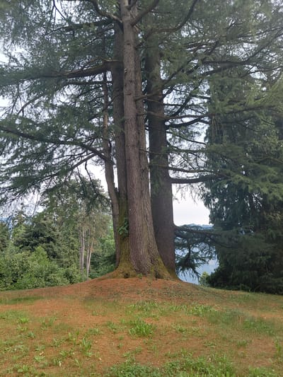 The image shows a close-up view of two large tree trunks, likely pines, in a park-like setting. The trees are prominent in the foreground, with their rough bark and thick branches creating a sense of scale and age. The foliage of the trees is dense and green, with some branches extending horizontally.

To the right of the trees, a grassy slope is visible, covered in a mix of green grass and dry, reddish-brown pine needles. This suggests an area where pine trees have shed their needles over time, creating a unique ground cover. In the background, more trees and greenery are visible, suggesting a wooded or park environment. A glimpse of the sky can be seen through the branches, which appears to be overcast or a pale blue.

The image is oriented vertically, giving a feeling of looking up into the trees or across the landscape from a low vantage point. The lighting suggests it is daytime, but the overcast sky might imply it is not a bright, sunny day. The overall scene evokes a sense of nature and tranquility. No people, objects, or text are visible in the image. The context of Levico Terme, Italy, suggests this could be a park or natural area in that region.