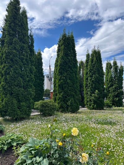 The image depicts a lush green landscape in Medvedevo, Russia, under a partly cloudy sky. In the foreground, a bed of hosta plants with large, textured leaves occupies the lower left corner. Adjacent to the hostas, several yellow roses are in bloom, some fully open and others as buds, surrounded by green foliage.
Dominating the middle ground is a field covered in a dense carpet of small white wildflowers, interspersed with patches of green grass. Behind the wildflowers, a row of tall, conical evergreen trees stands prominently. These trees are dark green and appear to be a type of cypress or cedar, creating a striking vertical element against the sky.
Further in the background, a low, rounded evergreen bush is visible, and behind it, parts of buildings and a street light with wires can be seen. The buildings appear to be light-colored, possibly residential or commercial structures. The overall impression is one of a well-maintained urban green space, with a mix of cultivated flowers and naturalistic elements. The scene is captured in daylight, with bright sunlight illuminating the flowers and foliage.